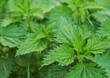 Essa planta simples pode ajudar inflamação e metabolismo