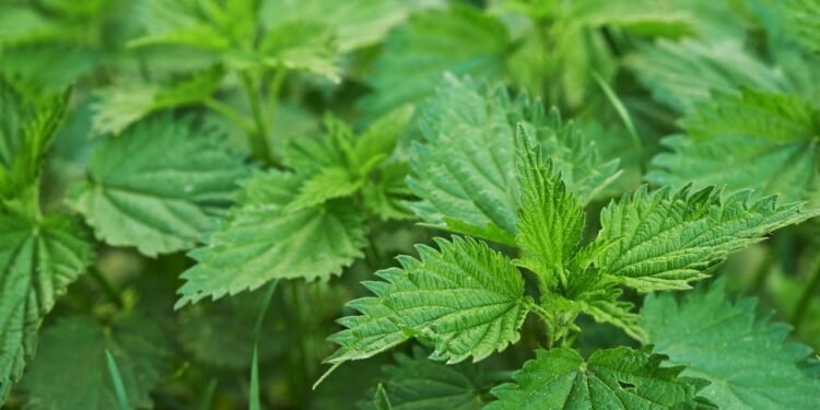 Urtiga - Créditos: depositphotos.com / Papincourt