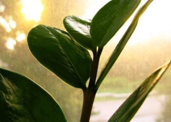 A planta fácil de cuidar que é simbolo de prosperidade e boas energias perfeita para ter em casa