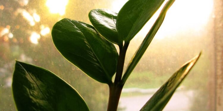 A planta fácil de cuidar que é simbolo de prosperidade e boas energias perfeita para ter em casa