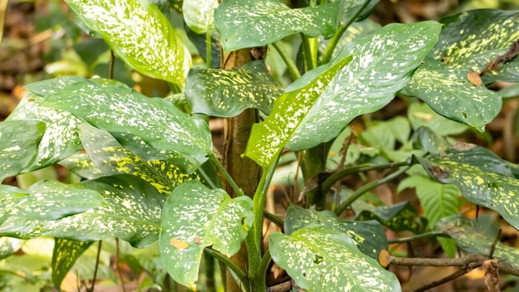 Exemplos de plantas ornamentais comuns que apresentam riscos à saúde de animais domésticos