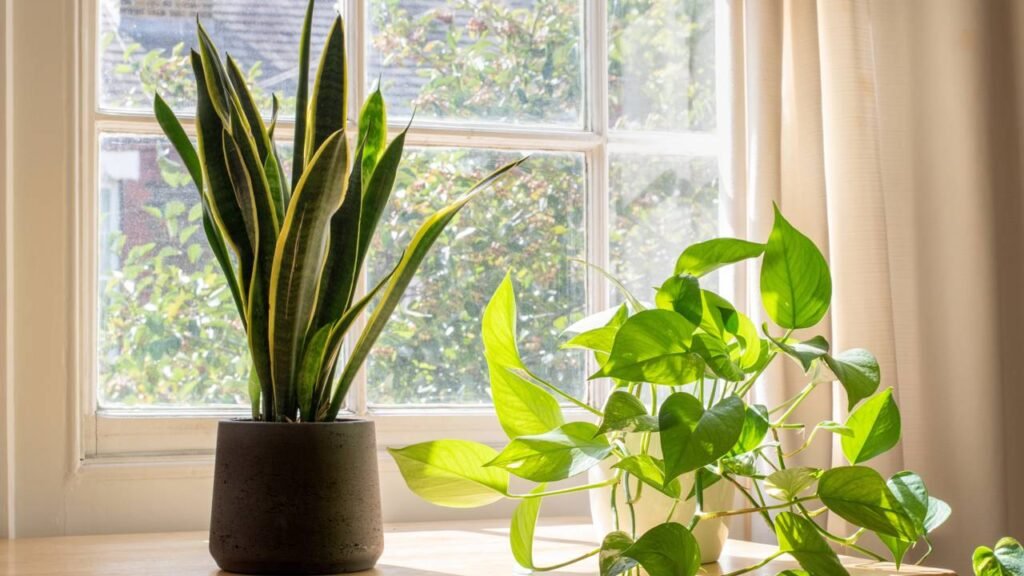 Exemplos de plantas ornamentais comuns que apresentam riscos à saúde de animais domésticos