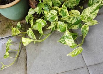 Vaso decorativo com planta de baixa manutenção ideal para interiores residenciais