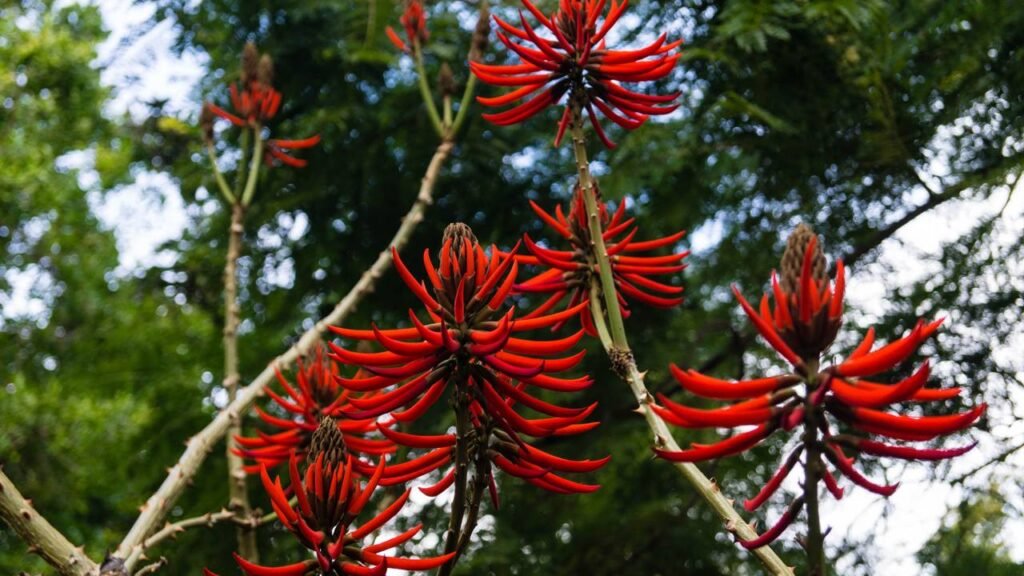 Preparo de infusão natural feita com cascas da floresta amazônica para relaxamento profundo