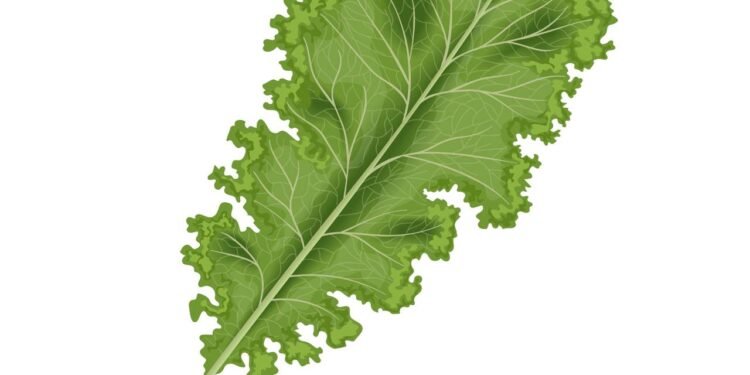 Folha acessível do dia a dia que apoia a saúde imunológica - Créditos: depositphotos.com / everilda.mary.gmail.com