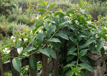 Pouca gente sabe, mas essa planta considerada mato é altamente nutritiva e cresce sozinha no jardim