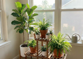 Poucos sabem qual é o melhor lugar para colocar plantas dentro de casa para elas crescerem mais rápido