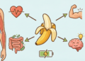 O que a banana faz no organismo e por que ela é tão recomendada