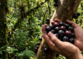 Por que a jabuticaba é uma potência antioxidante da biodiversidade brasileira