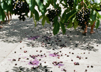 A fruta que mancha carros, nasce em todo lugar e derruba o açúcar no sangue