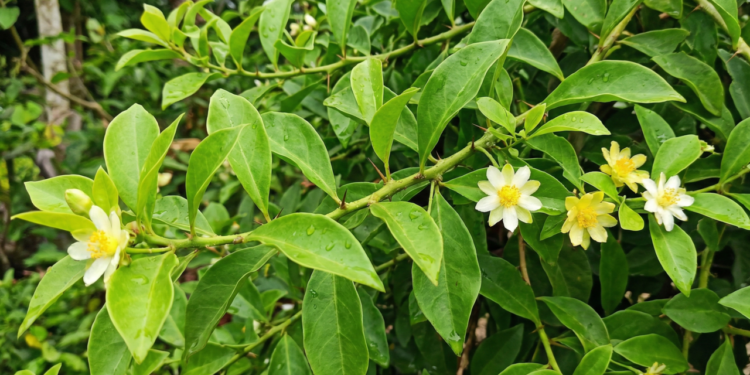 Pouca gente sabe, mas essa planta resistente ao sol forte é cheia de proteínas e quase não precisa de cuidados