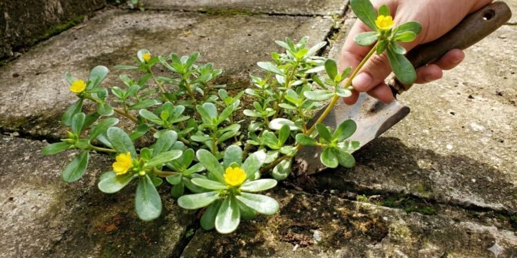Beldroega crescendo no quintal: considerada mato por muitos, é uma das plantas mais ricas em ômega 3, vitaminas e minerais que podem estar no seu jardim.