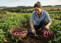 O tubérculo roxo que está conquistando quintais e pode proteger seu coração