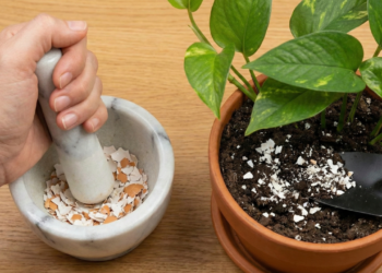 Por que você deveria colocar casca de ovo triturada na terra do potus