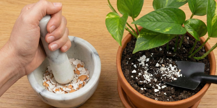 Por que você deveria colocar casca de ovo triturada na terra do potus