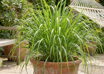 A planta aromática que ajuda a afastar mosquitos naturalmente e cresce bem em vasos