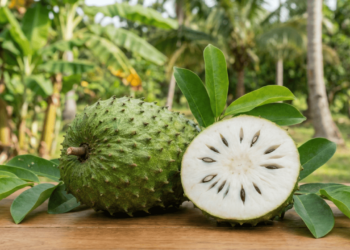A fruta tropical que pode apoiar a imunidade e ainda tem plantio simples em casa
