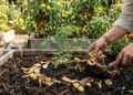 Não jogue fora casca de banana, ela é um tesouro para suas plantas e poucos sabem