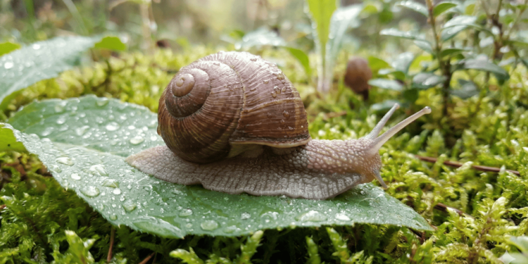 A convivência entre caracóis e plantas é uma espécie de “equilíbrio delicado”