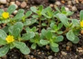 Pouca gente sabe, mas essa “erva daninha” ajuda na digestão e cresce facilmente em vasos