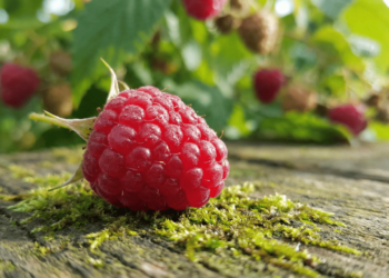 A pequena fruta vermelha que ajuda a limpar as artérias e pode ser plantada em vasos