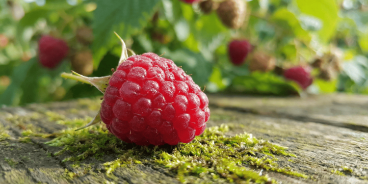 A framboesa é rica em compostos bioativos, especialmente antocianinas, flavonoides e vitamina C