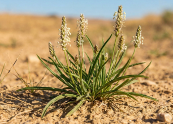 A planta que ajuda o intestino a funcionar e ainda combate a prisão de ventre naturalmente