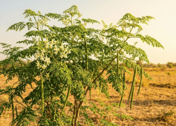 Essa árvore rica em nutrientes pode ajudar na energia e é fácil de plantar em casa