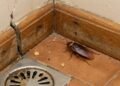 Barata no piso da cozinha próxima ao rodapé e ralo, sinal claro de possível infestação e risco de contaminação dentro de casa.