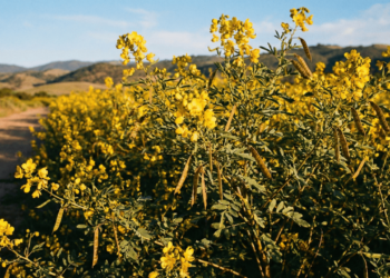Essa planta laxante pode aliviar o intestino preso, mas exige cuidado contínuo