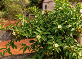 O vegetal brasileiro quase esquecido que ajuda a controlar inflamações no corpo