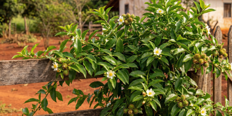 O vegetal brasileiro quase esquecido que ajuda a controlar inflamações no corpo