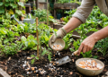 Não jogue fora casca de ovo, ela é um tesouro nutricional para o jardim e poucos utilizam