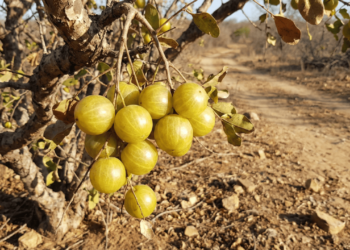 A fruta do sertão que hidrata no calor intenso e ainda pode gerar renda
