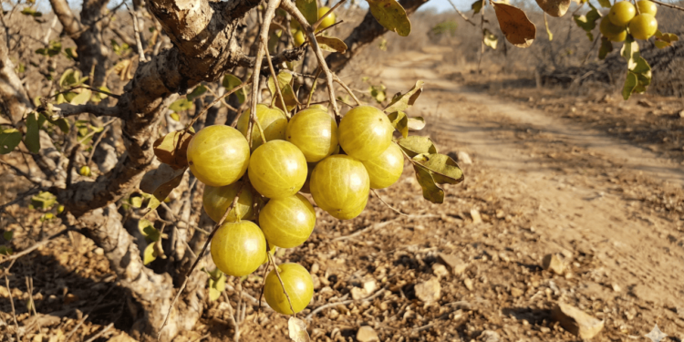 O umbu chama atenção pela grande quantidade de água em sua polpa, ajudando o corpo a se manter hidratado em dias quentes