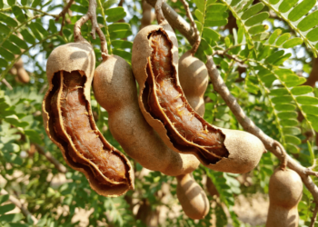 Essa fruta tropical ajuda o intestino a funcionar melhor e cresce fácil em clima quente