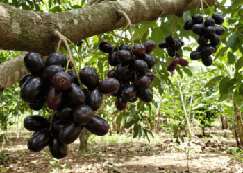 A fruta roxa pode ajudar no controle da glicemia e ainda ser cultivada em casa