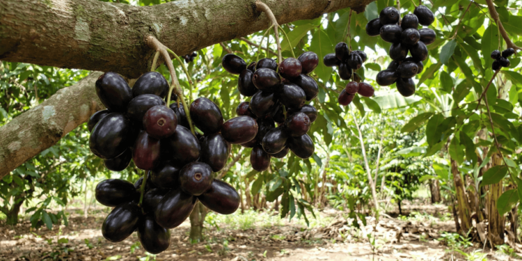 A saúde do pâncreas depende de múltiplos fatores, como genética, estilo de vida, doenças pré-existentes e uso de determinados medicamentos
