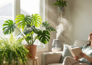 Poucos sabem qual é o melhor lugar para colocar plantas dentro de casa para purificar o ar