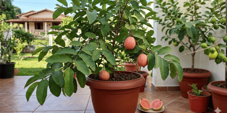 No uso cotidiano, o preparo mais comum das folhas de goiaba é o chá, feito com folhas frescas ou secas