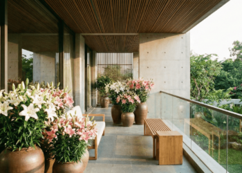 A flor elegante que pode transformar sua varanda com cores intensas e flores por muito mais tempo