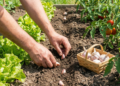 Poucos sabem por que colocar alho no jardim ajuda a afastar pragas sem veneno