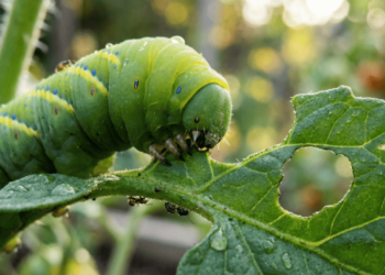 O que significa lagarta comer só uma planta?