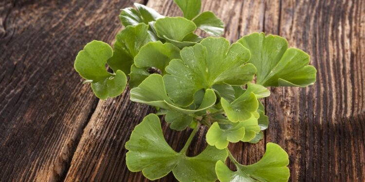 Ginkgo biloba pode reduzir estresse oxidativo no cérebro - Créditos: depositphotos.com / eskymaks