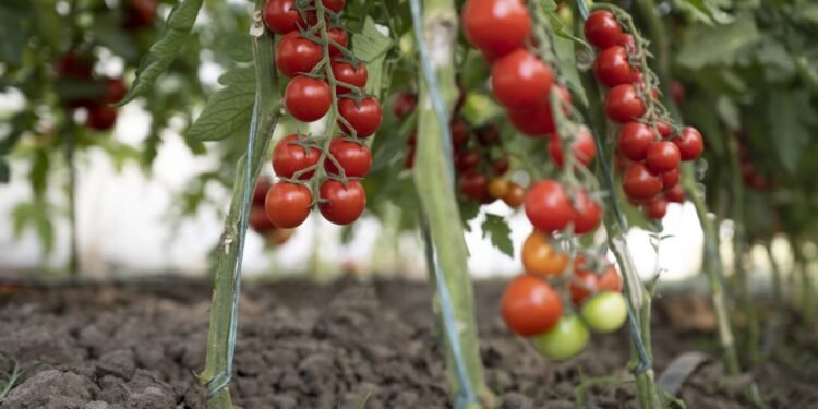 Na prática, o tomate-cereja entra facilmente em diferentes momentos do dia, tornando mais simples o consumo de vegetais - Créditos: depositphotos.com / vesnakostic976@gmail.com