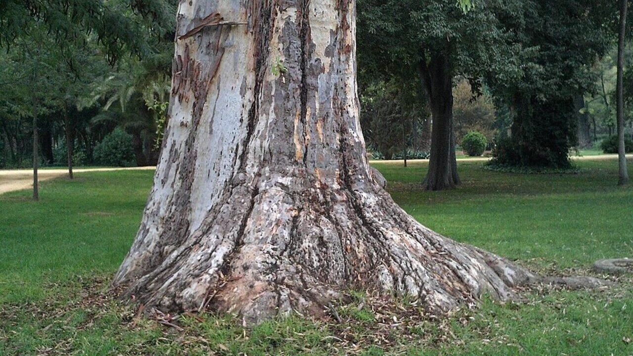 O poder do eucalipto: como ele literalmente "abre" seus pulmões