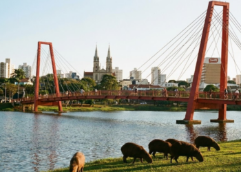 A 3ª cidade mais arborizada do Brasil tem o melhor saneamento entre as 100 maiores do país