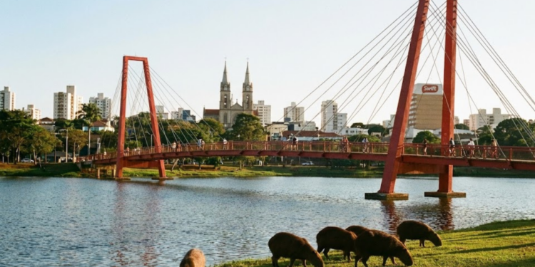 A 3ª cidade mais arborizada do Brasil tem o melhor saneamento entre as 100 maiores do país