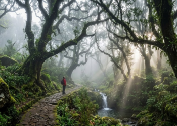 A floresta mística de 20 milhões de anos que sobreviveu à era glacial e virou Patrimônio da Humanidade