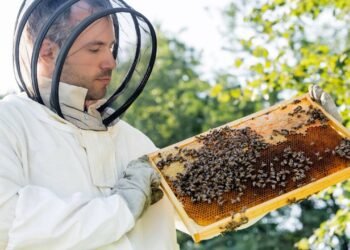 O que aconteceria com a Terra se as abelhas desaparecessem amanhã